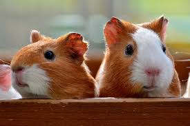 Caring for Guinea Pigs